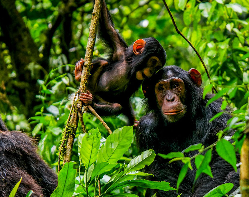 4-days-uganda-gorilla-and-chimpanzee-trekking-safari