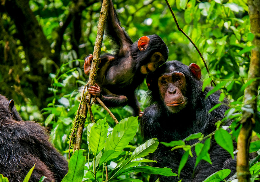 4-days-uganda-gorilla-and-chimpanzee-trekking-safari