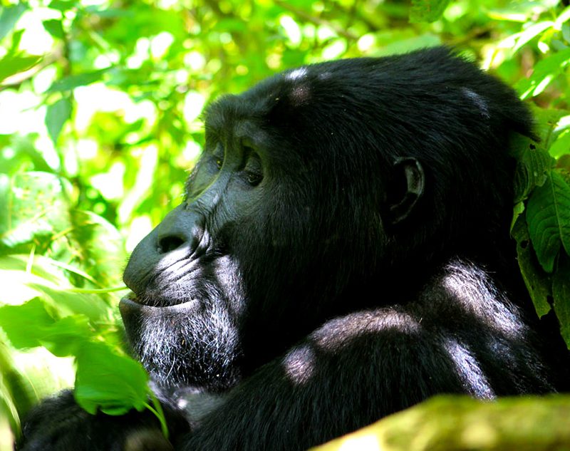 3-days-uganda-gorilla-trekking-safari