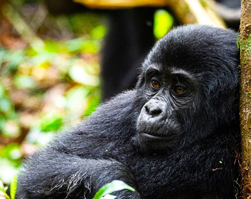 4-days-uganda-gorilla-trekking-safari-in-bwindi-forest