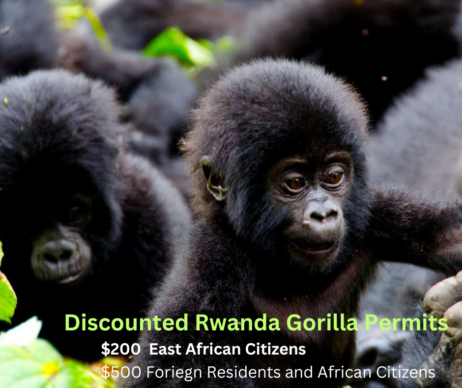 Discounted Rwanda Gorilla Trekking permits 2024