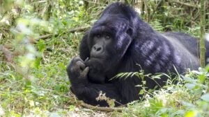 2 Times Gorilla Tracking Safari In Uganda