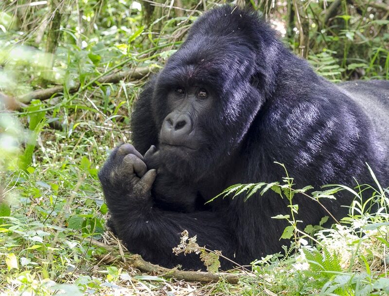 2- Times Gorilla Tracking Safaris In Uganda