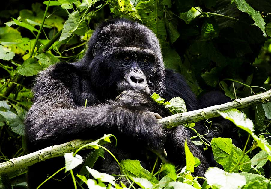 Most Popular Safari Packages Uganda & Rwanda