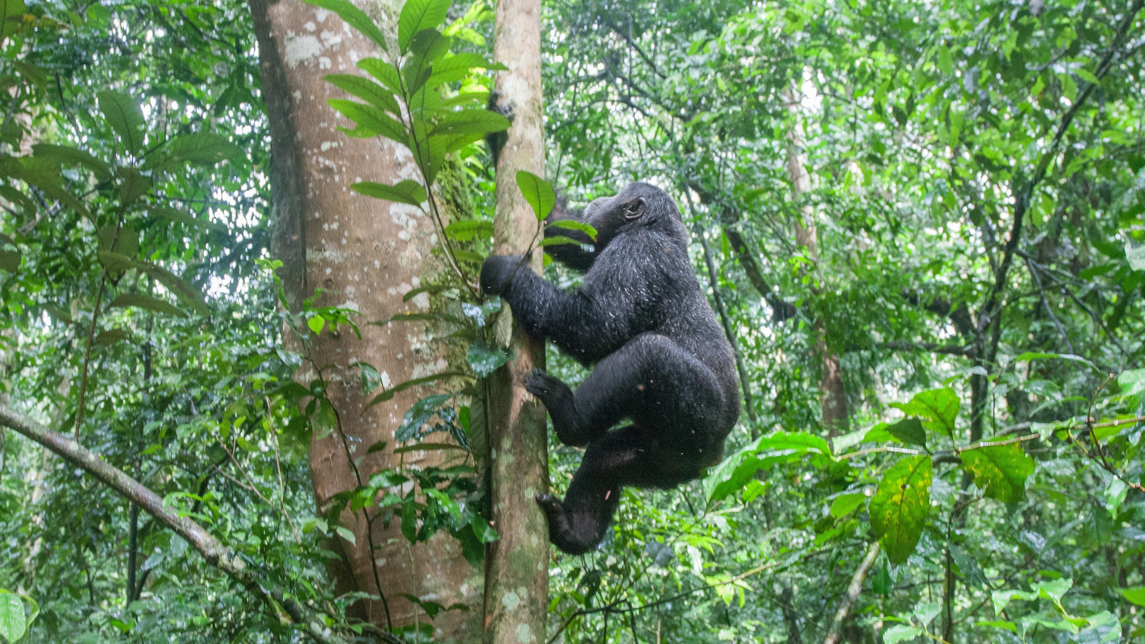 Gorilla Trekking in Uganda & Rwanda