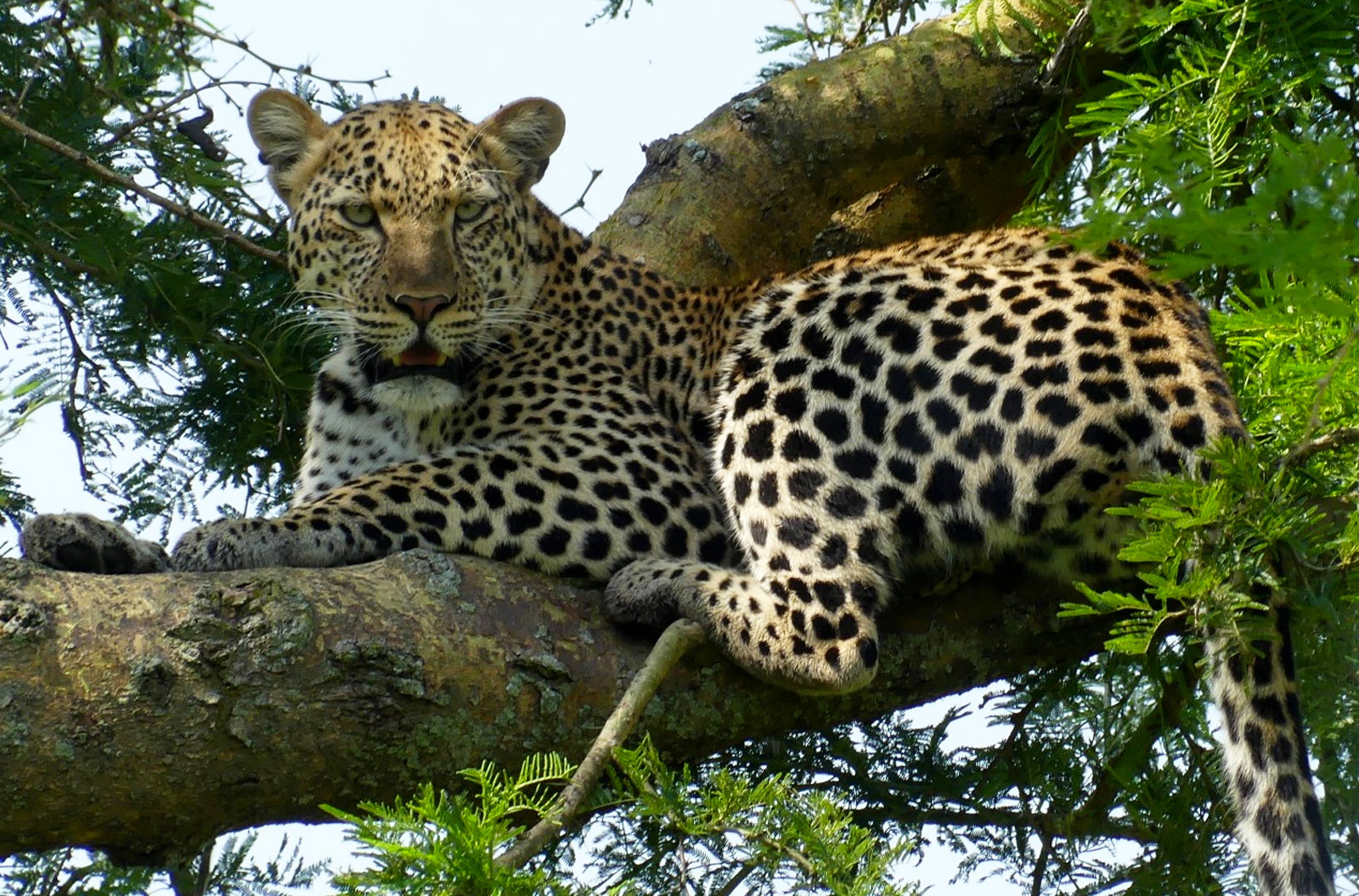 leopard-in-uganda