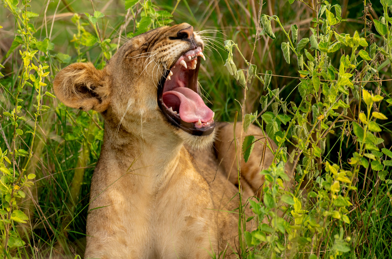 lion-in-uganda