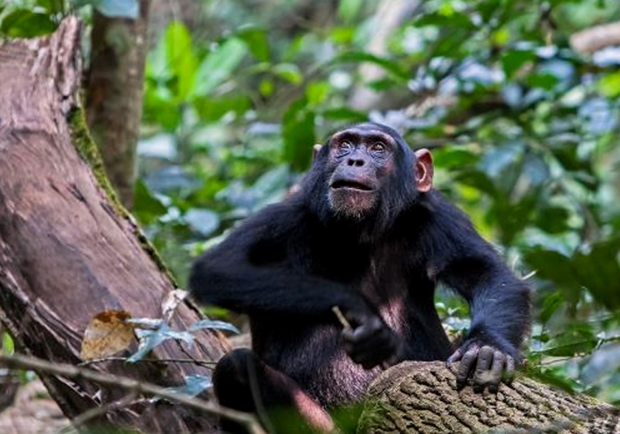 KYAMBURA CHIMPANZEE TRACKING: DISCOVER THE HIDDEN VALLEY OF APES IN QUEEN ELIZABETH NATIONAL PARK