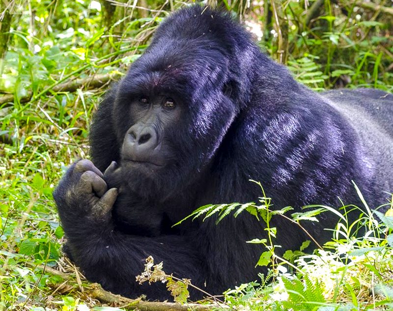 4-day-double-gorilla-trekking-safari-in-uganda