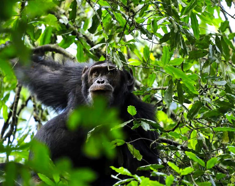 10-day-uganda-exclusive-luxury-primate-wildlife-safari