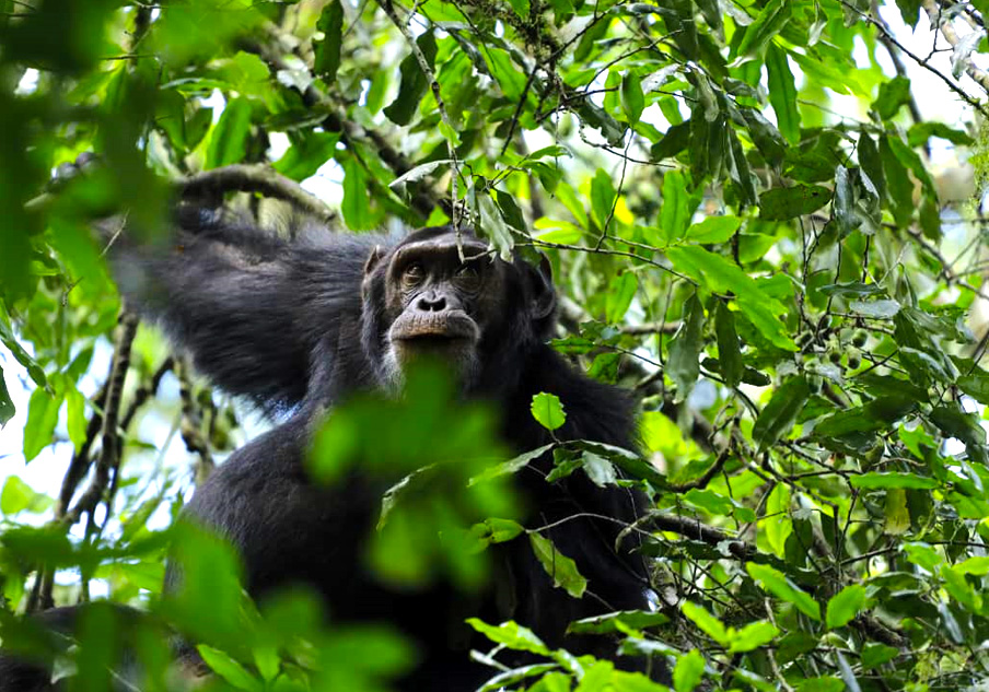 10-day-uganda-exclusive-luxury-primate-wildlife-safari