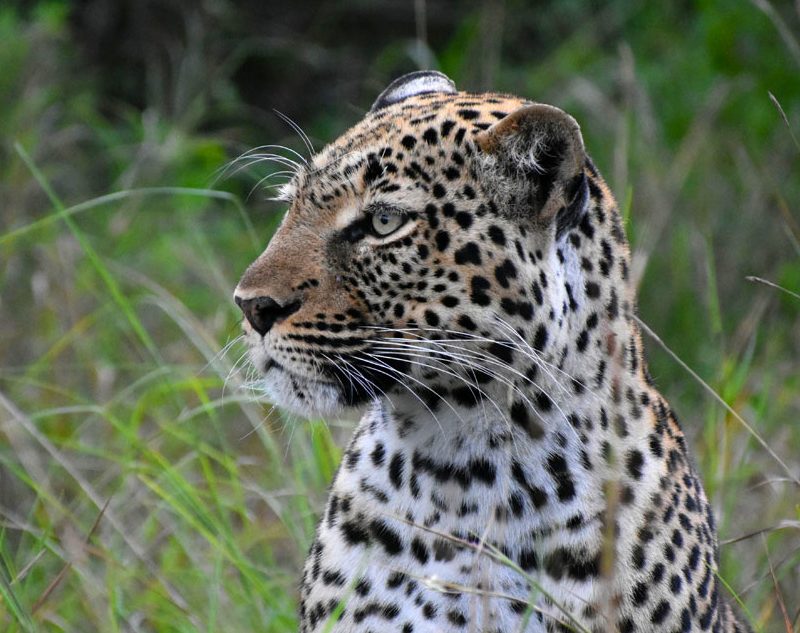 11-days-luxury-tanzania-safari-big-cats-and-migration