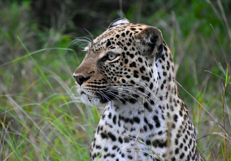 11-days-luxury-tanzania-safari-big-cats-and-migration