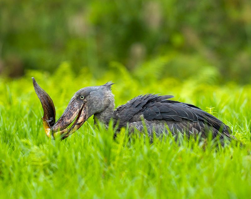 14-days-birding-tour-uganda