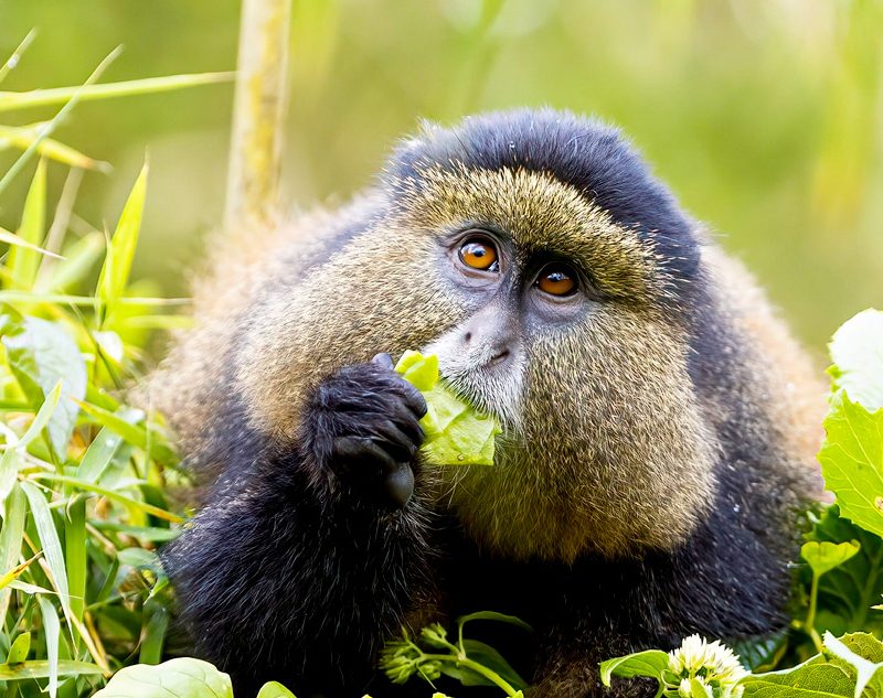 3-day-gorilla-trekking-and-golden-monkey-trekking-safari