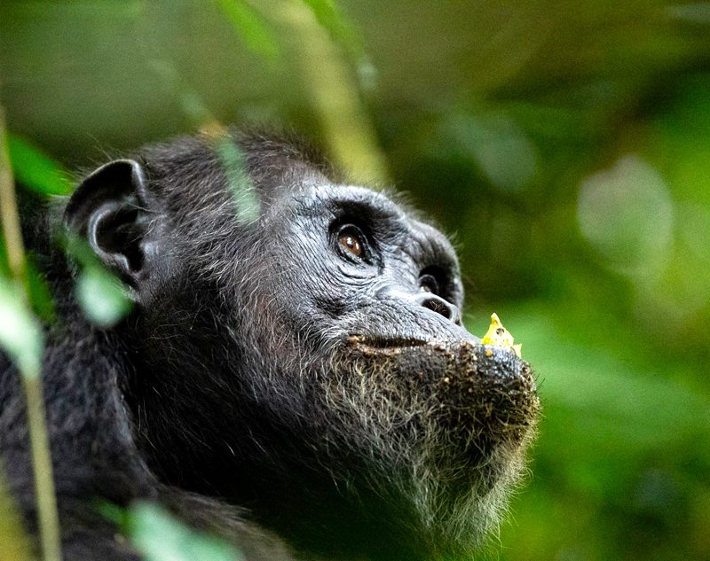 4-days-chimpanzee-trekking-rwanda