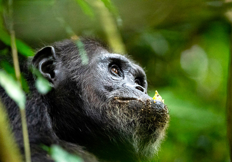 4-days-chimpanzee-trekking-rwanda