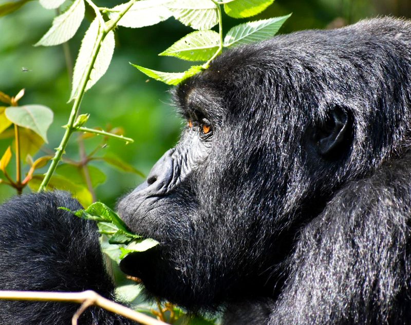 4-days-rwanda-gorilla-trekking-safari-trip