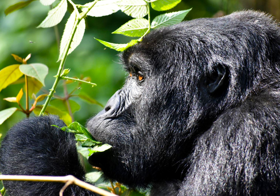 4-days-rwanda-gorilla-trekking-safari-trip