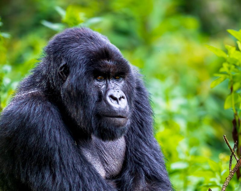 6-days-gorilla-trekking-tour-rwanda