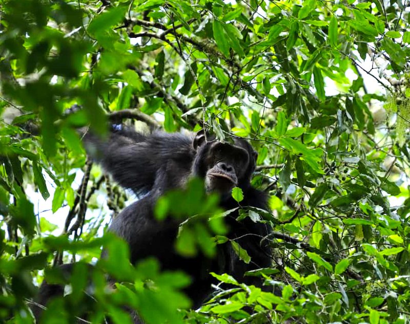 6-days-rwanda-chimpanzee-safari-tour