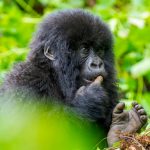 2025 RWANDA EXCLUSIVE SAFARI PACKAGES