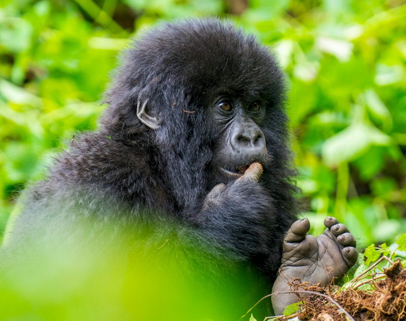 6-days-rwanda-gorilla-safaris