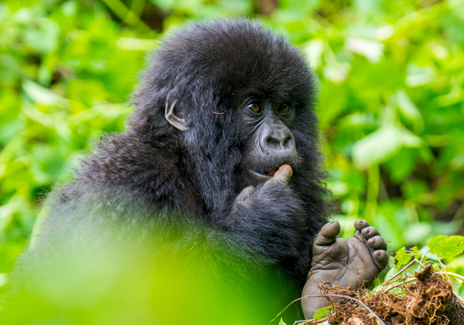 6-days-rwanda-gorilla-safaris