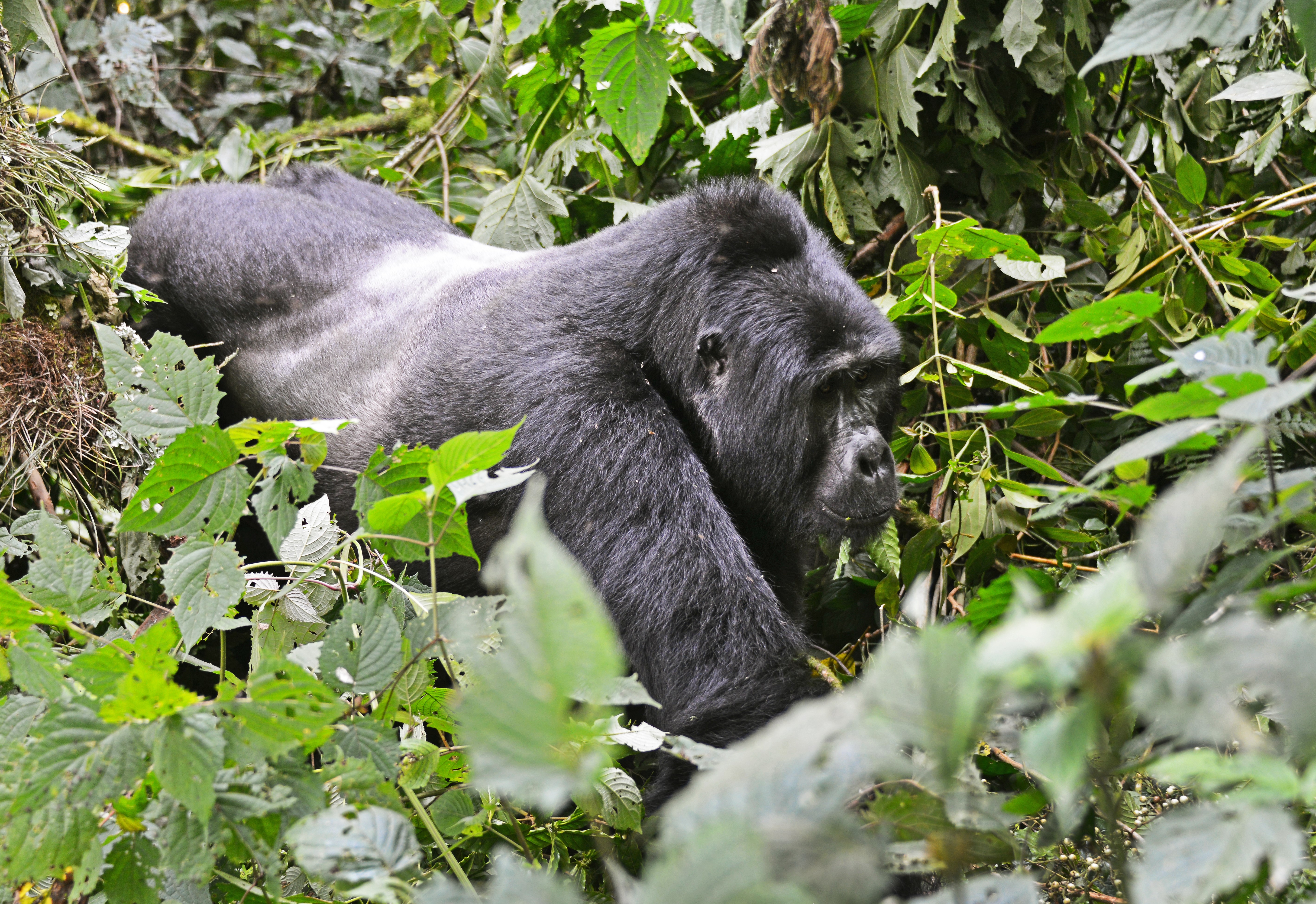 10 Day Uganda Exclusive Luxury Primate & Wildlife Safari.