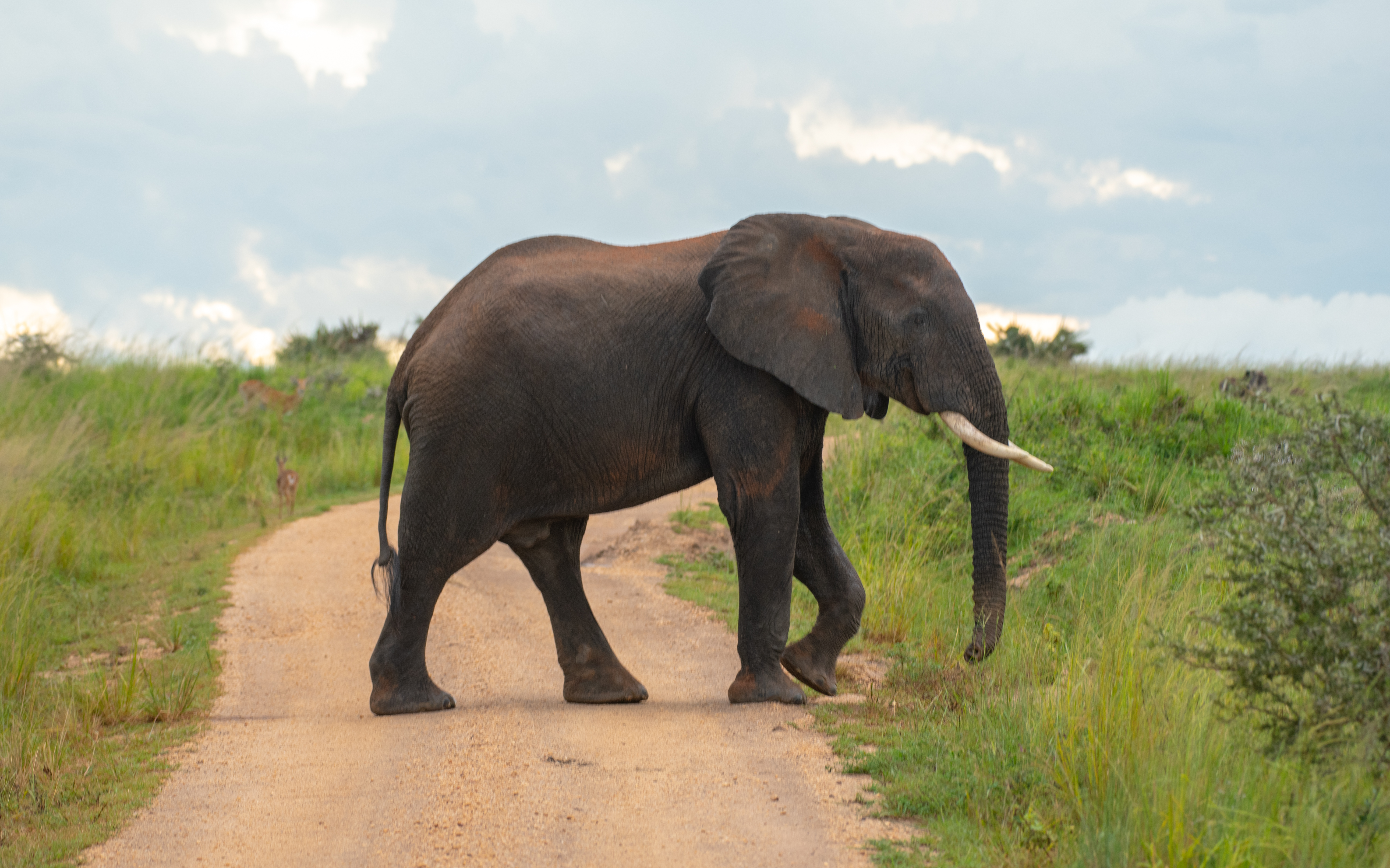 Murchison falls wildlife safari