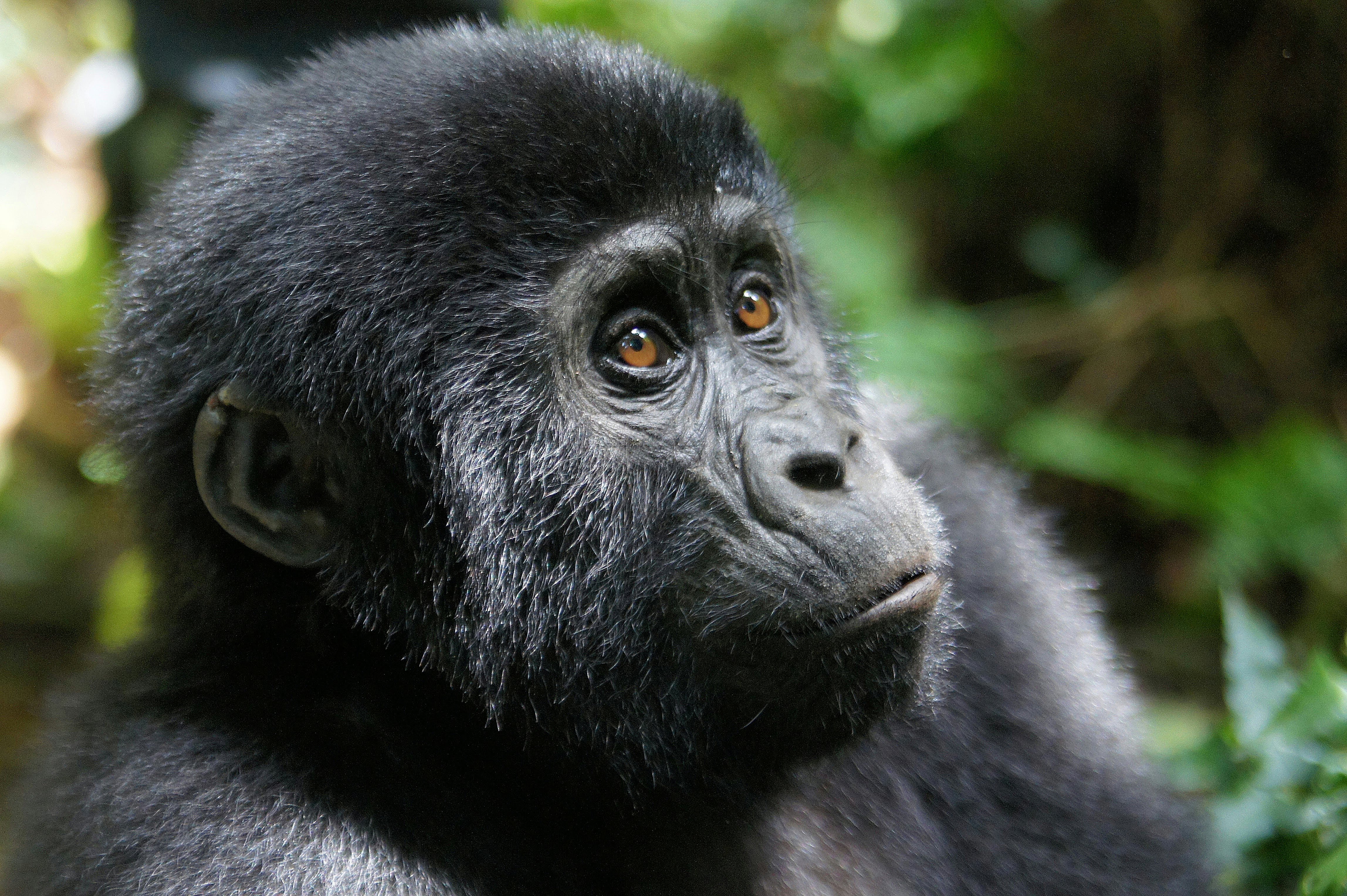 Where to Go for Gorilla Trekking in Uganda- Discover the Best Sectors