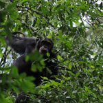 CHIMPANZEE TRACKING AT BURAIGA: A HIDDEN GEM IN KIBALE NATIONAL PARK