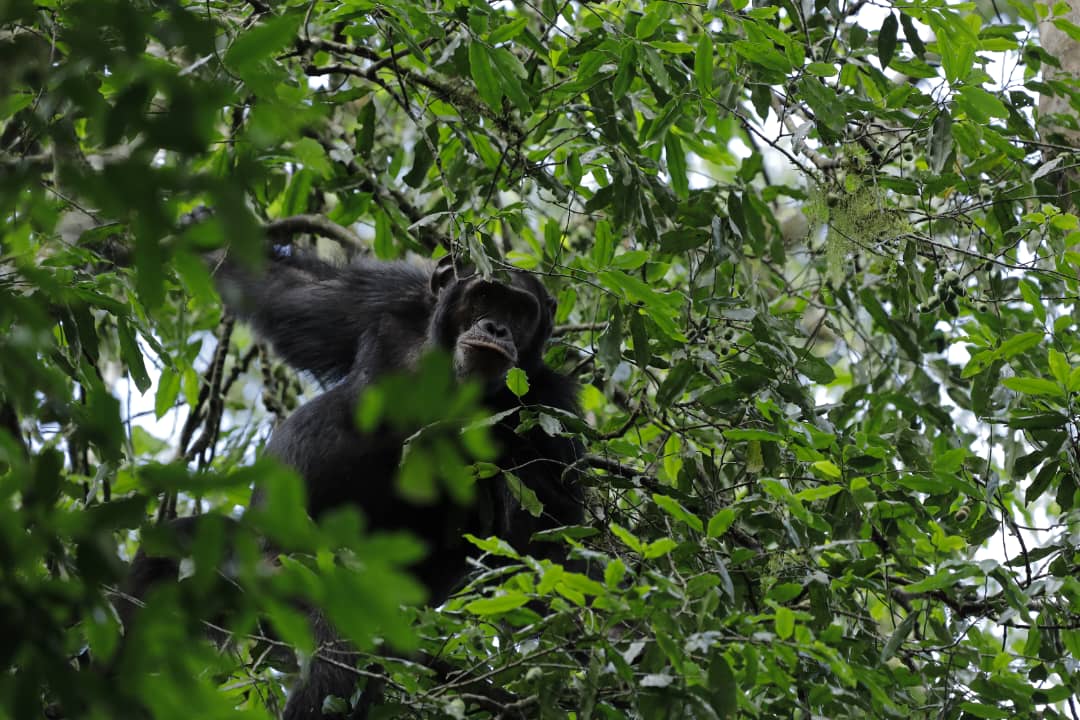 CHIMPANZEE TRACKING AT BURAIGA: A HIDDEN GEM IN KIBALE NATIONAL PARK