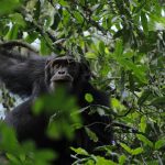 Chimpanzee Tracking at Kibale National Park