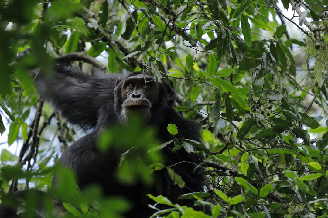 Chimpanzee Tracking at Kibale National Park