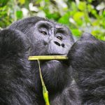 TOP 2025 GORILLA TREKKING SAFARI PACKAGES – UGANDA & RWANDA.