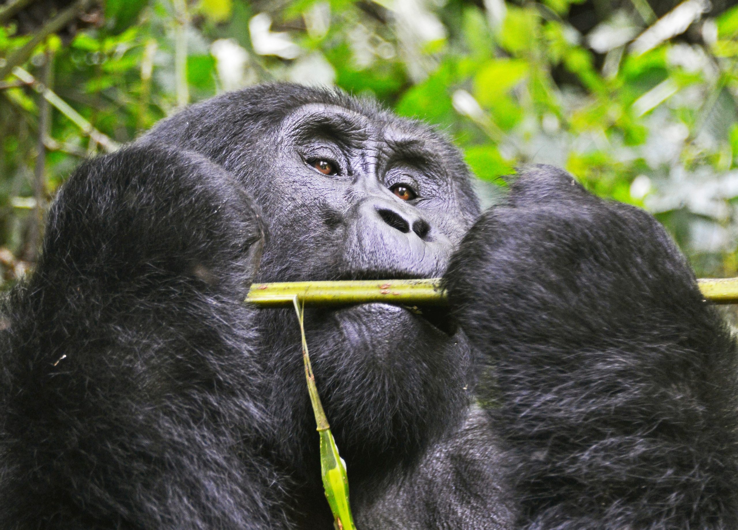 TOP 2025 GORILLA TREKKING SAFARI PACKAGES – UGANDA & RWANDA.